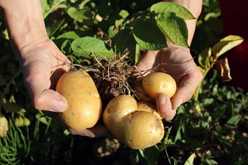 Fresh potatoes dug out the field.