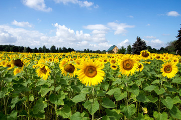 sunflowers / Field of sunflowers and blue sky with clouds