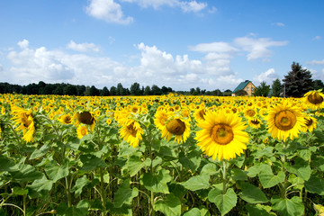 Fototapeta premium sunflowers / Field of sunflowers and blue sky with clouds
