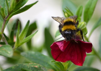 Fototapeta premium Trzmiel