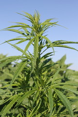 Obraz premium Cannabis