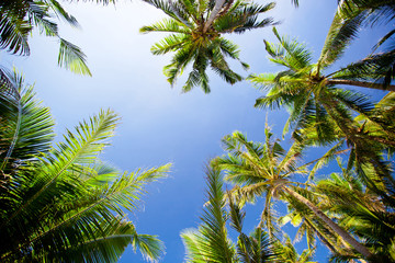 Obraz na płótnie Canvas Top of palm trees
