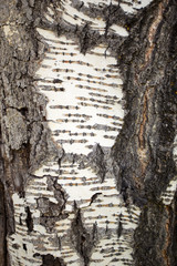 Tree bark background