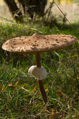 Seta Macrolepiota Procera en otoño