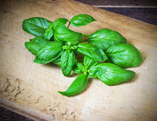 Bunch fresh basil on a wooden background. Aromatic spice