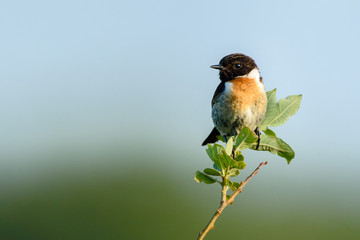 Male European stonechat (Saxicola rubicola) perching on a branch.
