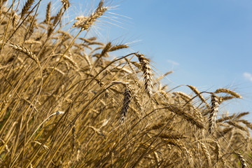 Wheat field