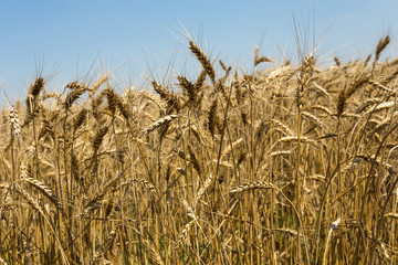 Wheat field