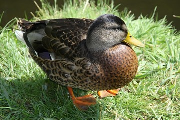 Wild duck