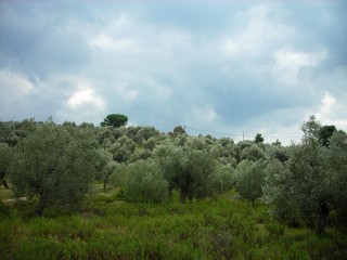 Obraz premium Olive groves on the Pelion peninsula in Greece, on a cloudy day in early autumn, just before the storm.