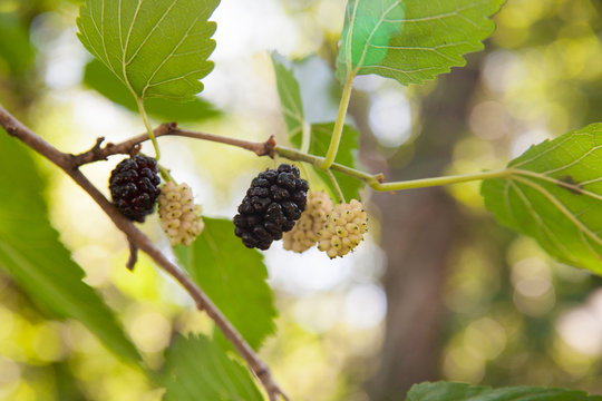 ripe mulberries in the green foliage