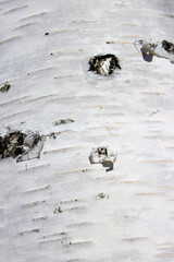 The trunk of a birch