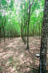 Tapping sap from the rubber tree