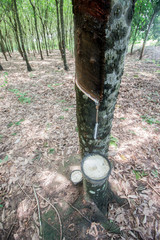 Tapping sap from the rubber tree