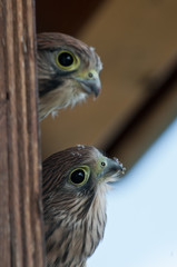 zwei neugierige Turmfalkenjungvögel blicken um die Ecke