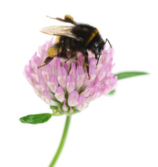Bumblebee on clover