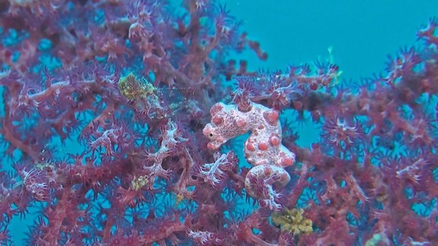 Pink Pygmy seahorse on gorgonian coral.