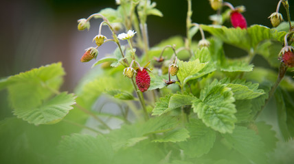 red and unripe wild strawberry on bush