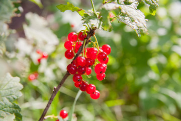 Fototapeta premium Red currants in the garden