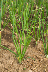 Fototapeta premium Green onions growing in the beds in the garden