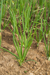 Green onions growing in the beds in the garden