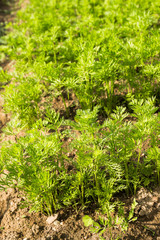 The green tops of the carrots in the beds in the garden