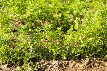 The green tops of the carrots in the beds in the garden