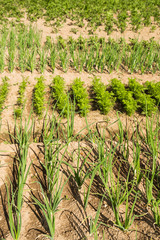 Edible greens grown in the garden under the summer sun