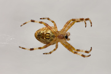 Ventral view of living spider in its web