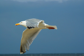 Möwe segelt am Nordseestrand