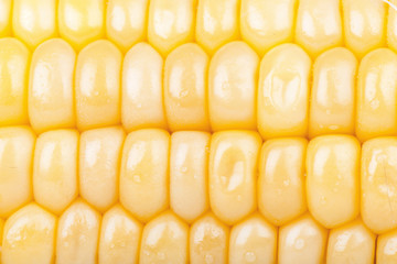 Corn background