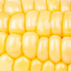 Corn background