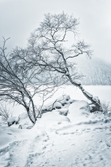 Fototapeta na wymiar Forest with snow Bavaria