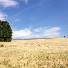 Obraz premium Kornfeld