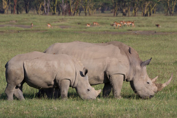 Obraz premium White rhinoceros and calf in Lake Nakuru