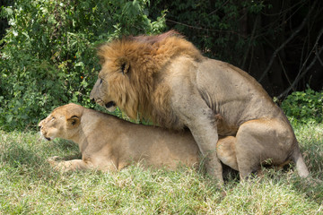 Lions mating in Kenya