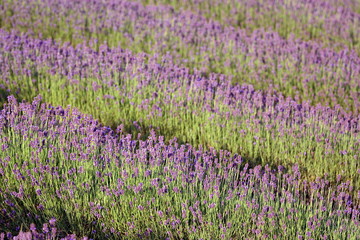 Obraz premium Lavender
