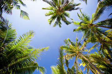 Fototapeta na wymiar Top of palm trees
