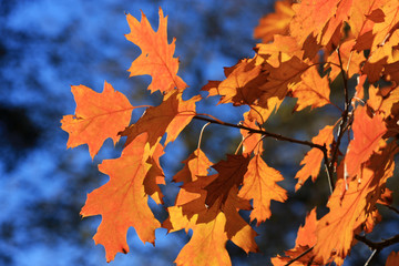 Oak leaves in Autumn