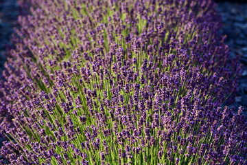 Naklejka premium Lavender