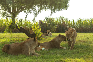 Naklejka premium Lion, South Africa. 