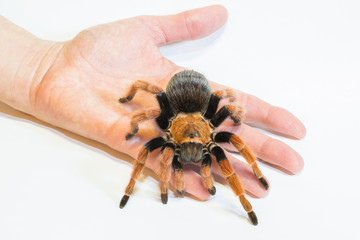 Tarantula