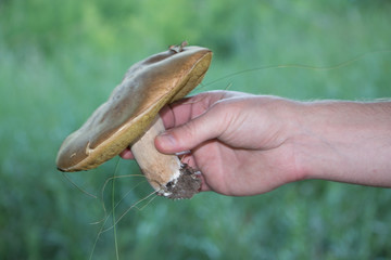 Гриб лесной в руке