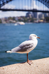 Seagull in the harbour