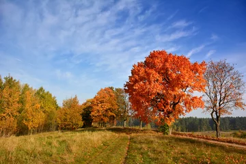 Photo sur Plexiglas Automne Sunny Autumn country scene