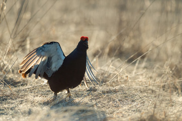Blackcock song in morning light. Russian nature