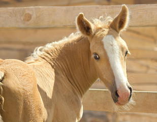 Portrait in half-turn of little palomino foal 