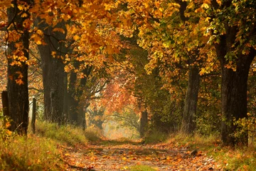 Foto auf Acrylglas Herbst Sonnige Herbstlandschaft