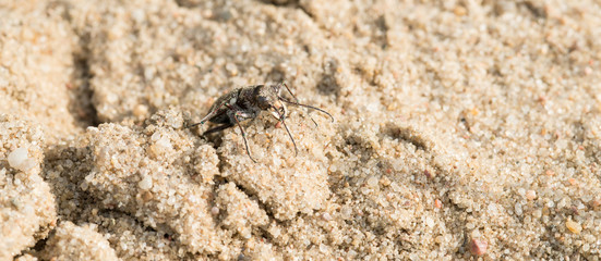Dünen-Sandlaufkäfer (Cicindela hybrida) auf Sand, Lüneburg, Lüneburger Heide, Niedersachsen, Deutschland