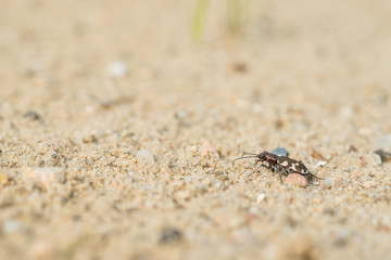 Dünen-Sandlaufkäfer (Cicindela hybrida) auf Sand, Lüneburg, Lüneburger Heide, Niedersachsen, Deutschland